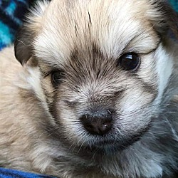 Thumbnail photo of Male Puppy #2