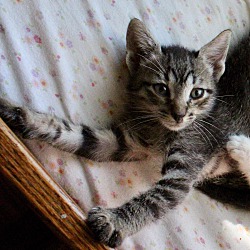 Thumbnail photo of Intrepid " Kitten of Adventure #2