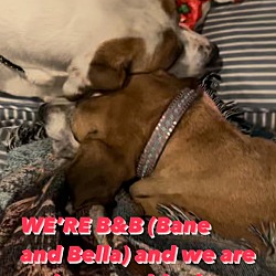 Thumbnail photo of BELLA & BAINE the AMAZING!!!! #3