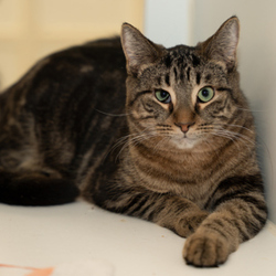 Photo of Peanut (bonded with Dutchie)