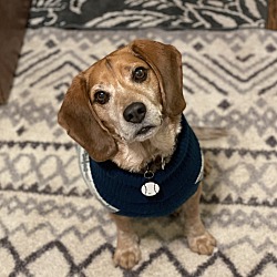Photo of Shea