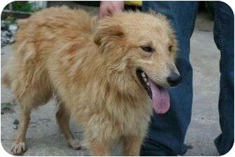 Londonderry Nh Golden Retriever Meet Lassie A Pet For Adoption
