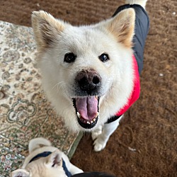 Millcreek samoyeds clearance