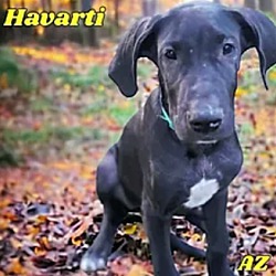 Thumbnail photo of Havarti #1