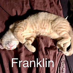 Thumbnail photo of Franklin -SG #3