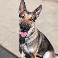 adopt a pet