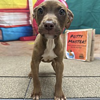 adopt a pet