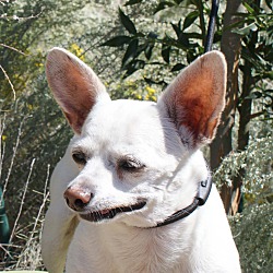 Photo of Chaco