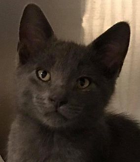 petsmart ear mite treatment for dogs