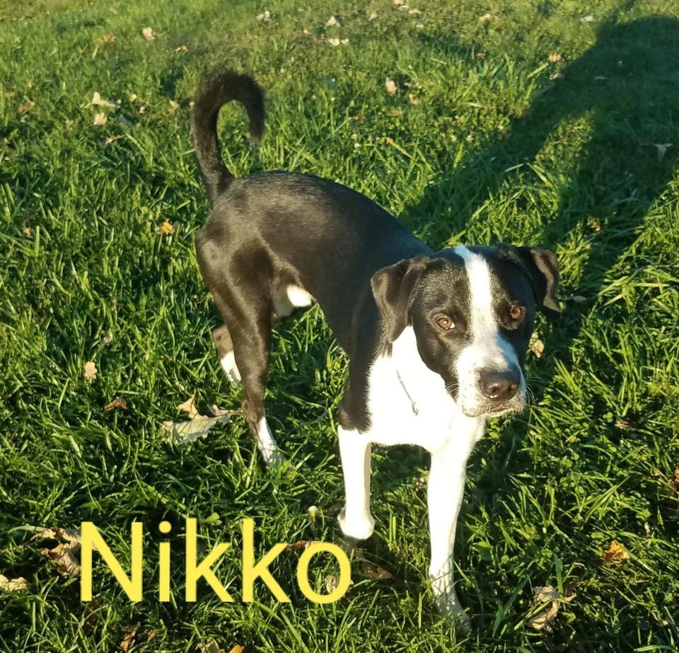 Adopt Nikko a Black - with White Mixed Breed (Medium ...