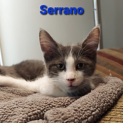 Thumbnail photo of Serrano #1