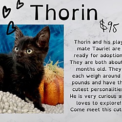Photo of Thorin