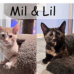 Thumbnail photo of Mila & Lilith #1