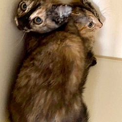 Photo of Deffner kitten 1