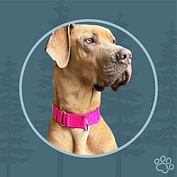 Photo of Maple