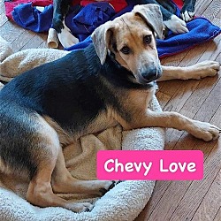 Photo of Chevy Love