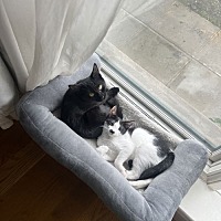 adopt a pet