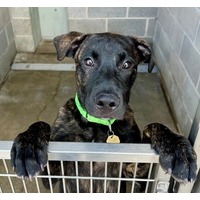 adopt-pet