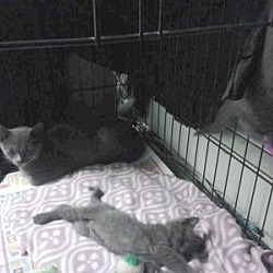 Thumbnail photo of Russian Blue kittens and mom #3