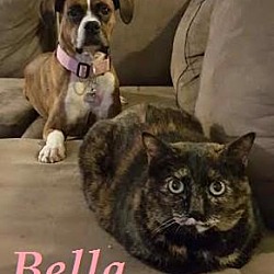 Thumbnail photo of Bella - Super Friendly! #2