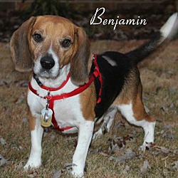 Thumbnail photo of Benjamin #2