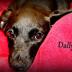 Thumbnail photo of Dally ~ meet me! #3