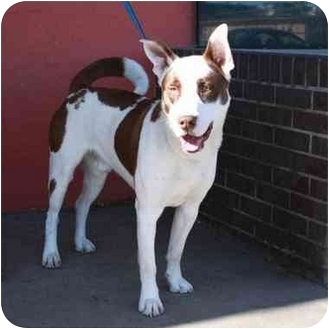 australian cattle dog great dane mix