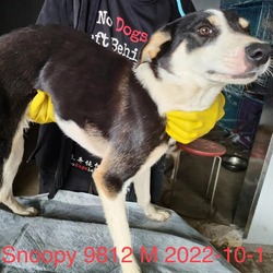 Thumbnail photo of Snoopy 9812 #1