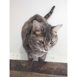 Photo of Measey (Purrfect Day Cafe)