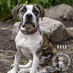 Thumbnail photo of Nova #4