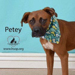 Thumbnail photo of Petey #3