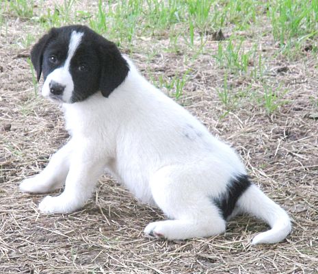 Black and white 2024 great pyrenees puppy