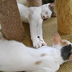 Thumbnail photo of 3 AFFECTIONATE CATS! Stunning! #3