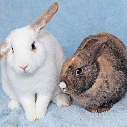 Thumbnail photo of Wilfred & Sandy (Bonded Pair) #1