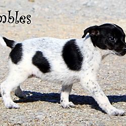 Thumbnail photo of Bumbles ~ meet me! #2