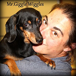 Thumbnail photo of Mr.Giggle Wiggles #1