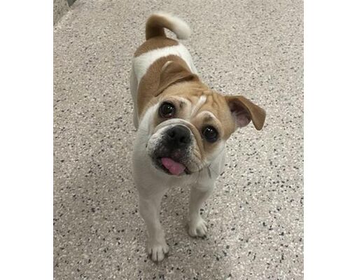 Brighton, CO - Pug/English Bulldog. Meet *JANYCE a Pet for Adoption ...