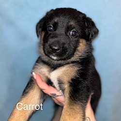 Photo of Carrot (pending adoption)