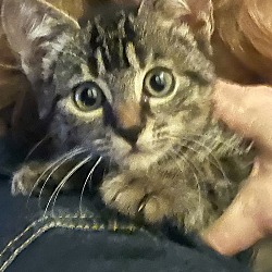 Thumbnail photo of Poppy the Sweet Tabby #2