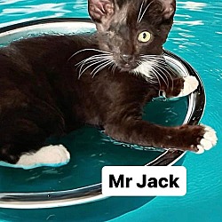 Thumbnail photo of Mr Jack at Martinez Pet Food Express Sept 28th #2