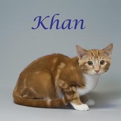 Thumbnail photo of Khan C24-245 #2