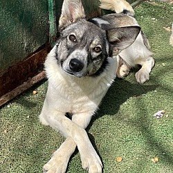 bonded pet photo