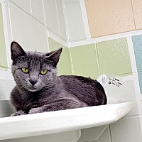 adopt a pet