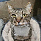 Adopt A Pet :: Appt Pending - Domino - Versailles, KY