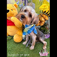 adopt a pet