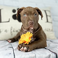 adopt a pet