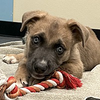 adopt a pet