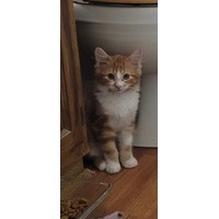adopt-pet
