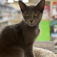 adopt a pet