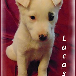 Thumbnail photo of Lucas-Adoption Pending #3